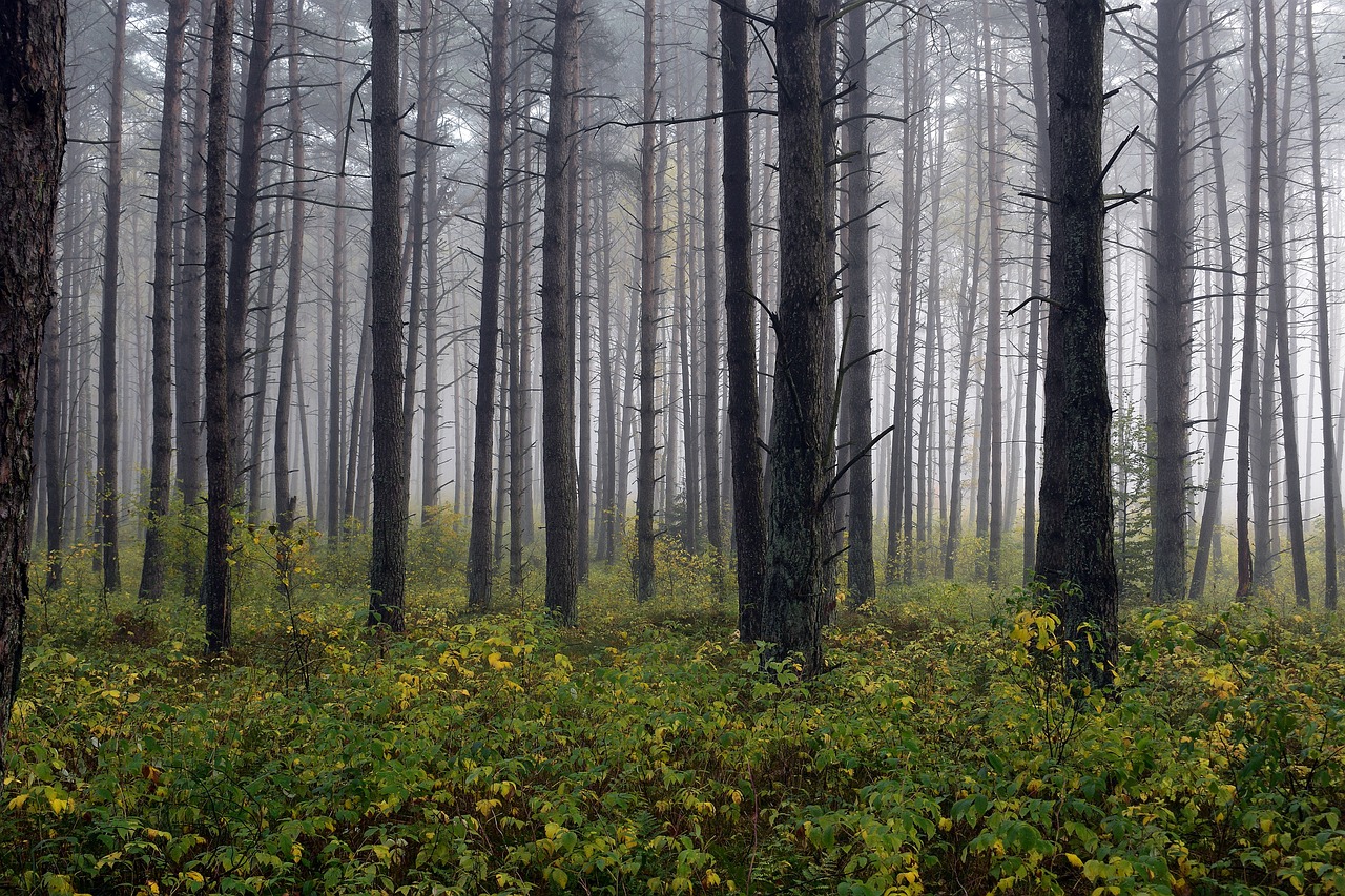 Reviving the Earth's Lungs: The Importance of Forest Conservation